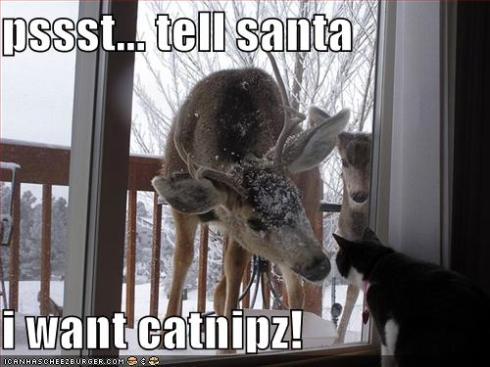 funny-pictures-cat-wants-catnip-for-christmas