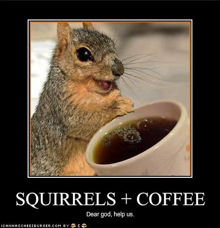 squirrel-and-coffee1