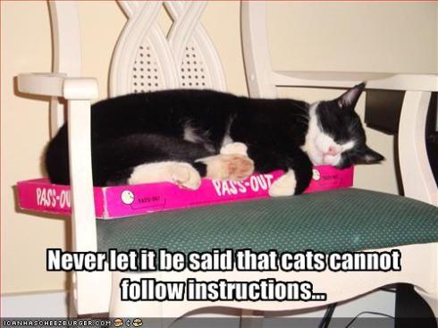 funny-pictures-this-cat-follows-instructions