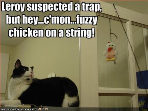 funny-pictures-your-cat-suspects-a-trap
